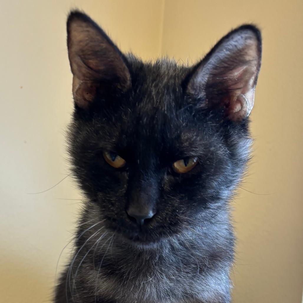 Enlarge Anchovy, a Adoptable Domestic Medium Hair in Naperville, IL image 4/6