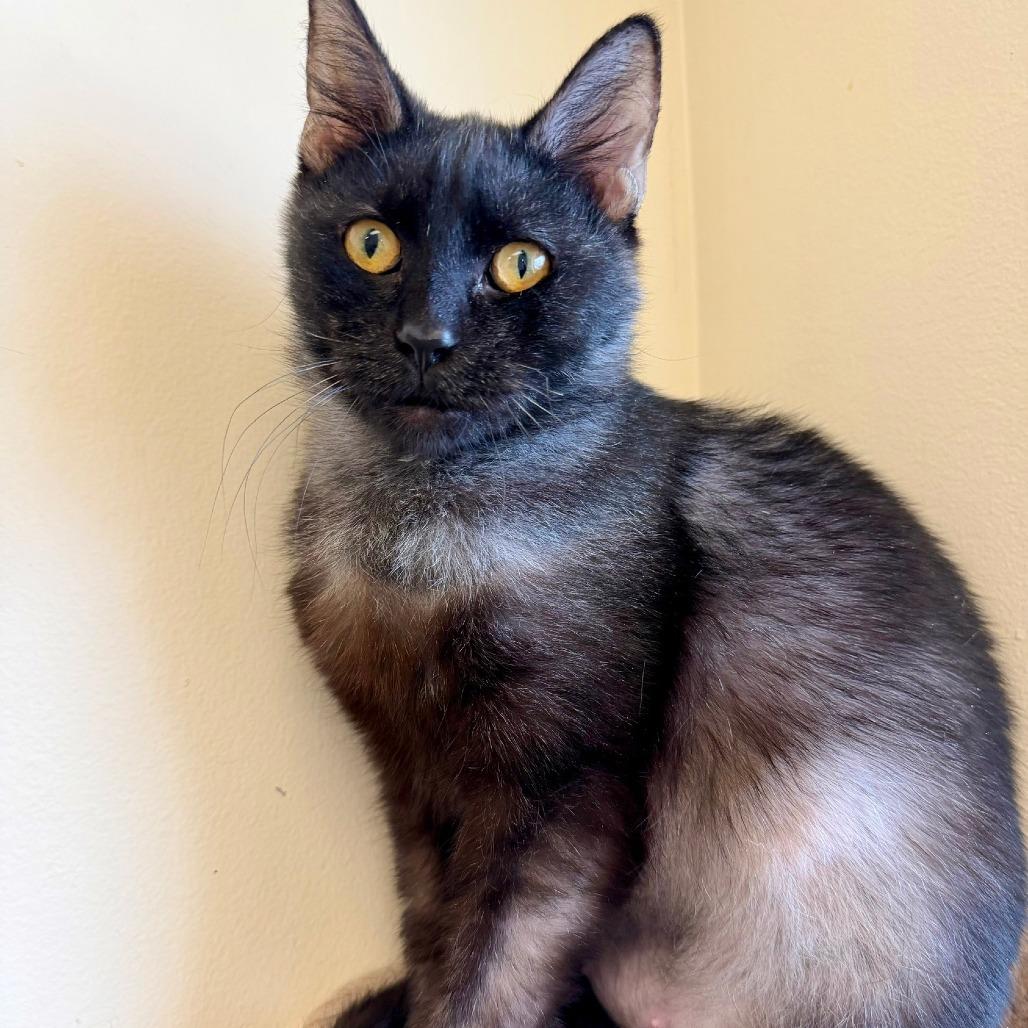 Enlarge Anchovy, a Adoptable Domestic Medium Hair in Naperville, IL image 5/6