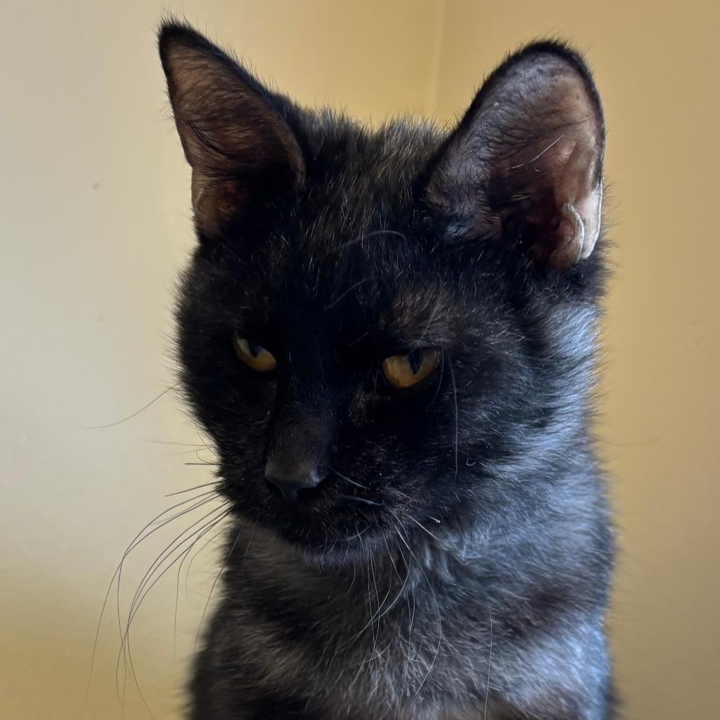 Enlarge Anchovy, a Adoptable Domestic Medium Hair in Naperville, IL image 6/6