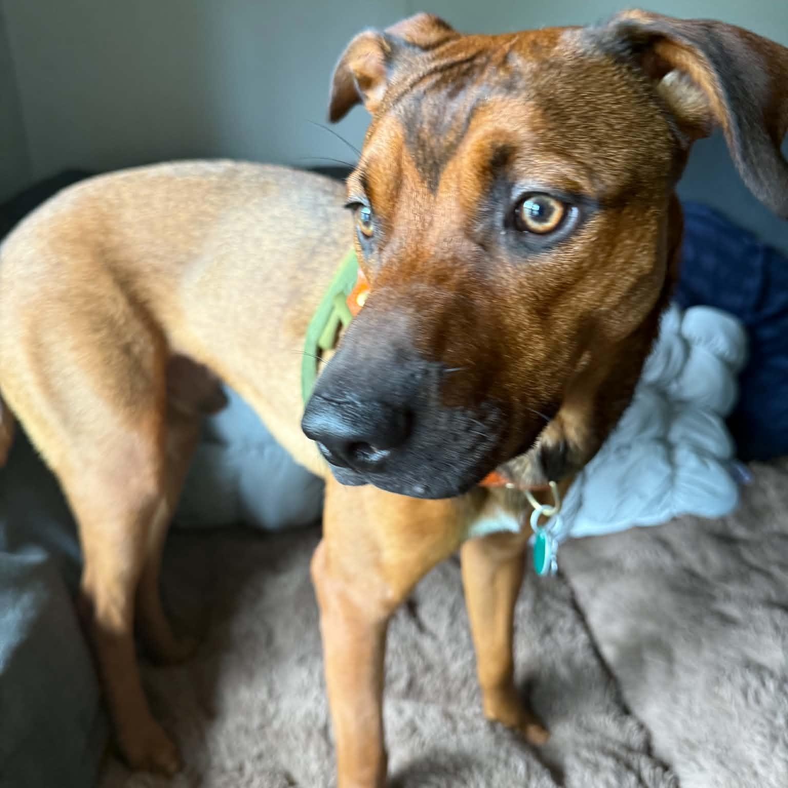 Enlarge Boone, a Adoptable Mixed Breed in East Peoria, IL image 4/4