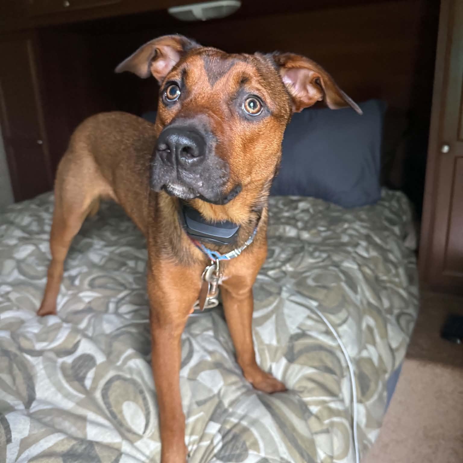 Enlarge Boone, a Adoptable Mixed Breed in East Peoria, IL image 3/4