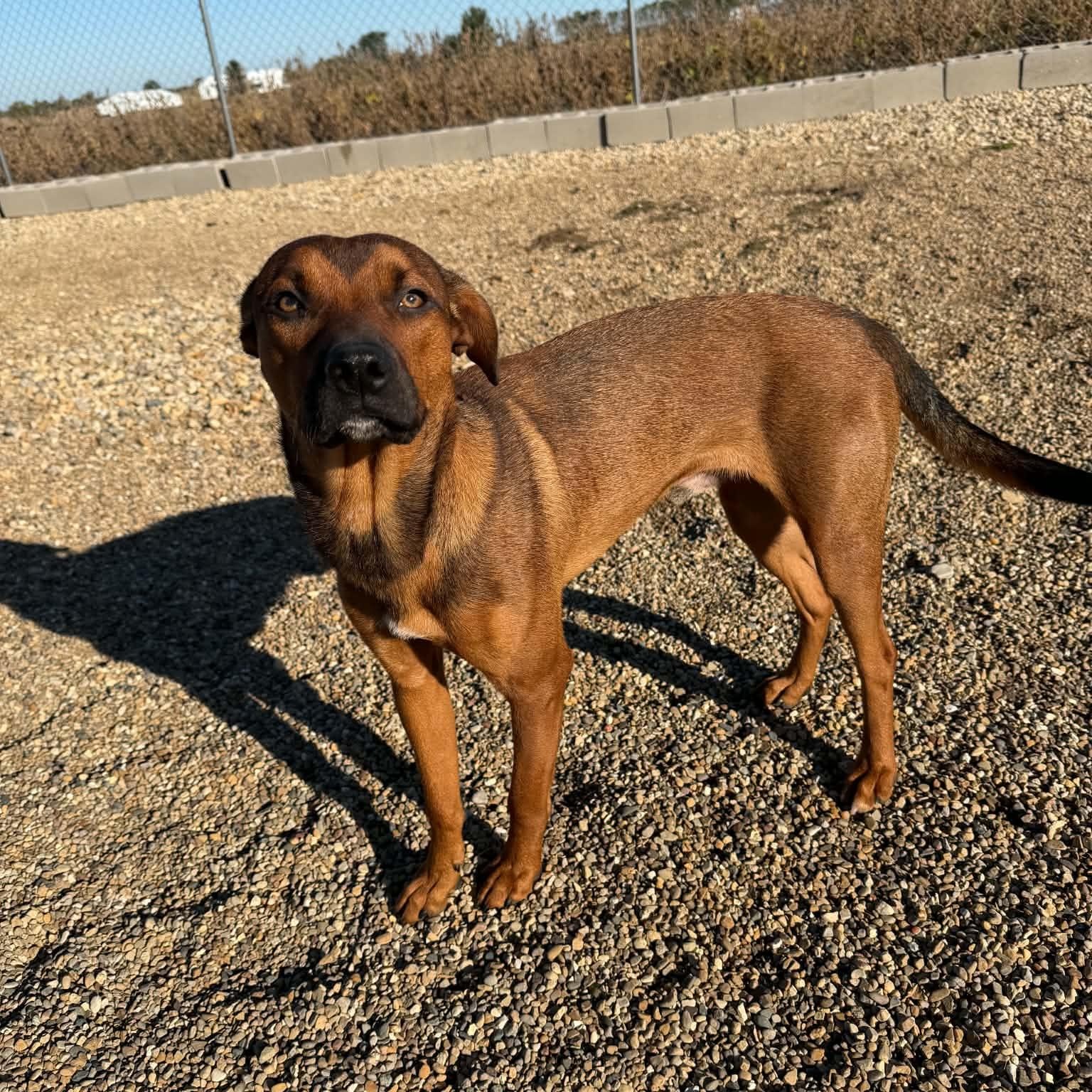 Enlarge Boone, a Adoptable Mixed Breed in East Peoria, IL image 2/4