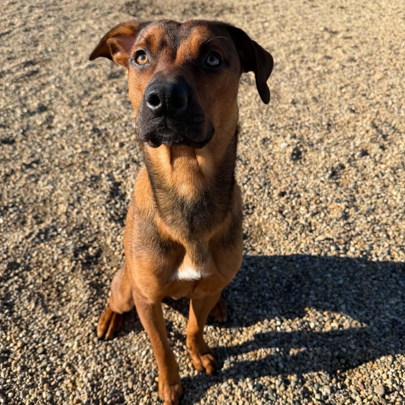 Enlarge Boone, a Adoptable Mixed Breed in East Peoria, IL image 1/4