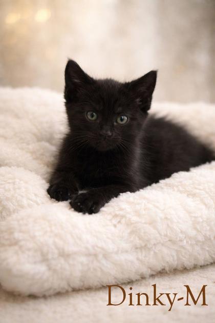 Enlarge Dinky, a Adoptable mixed breed in Guntersville, AL image 1/2