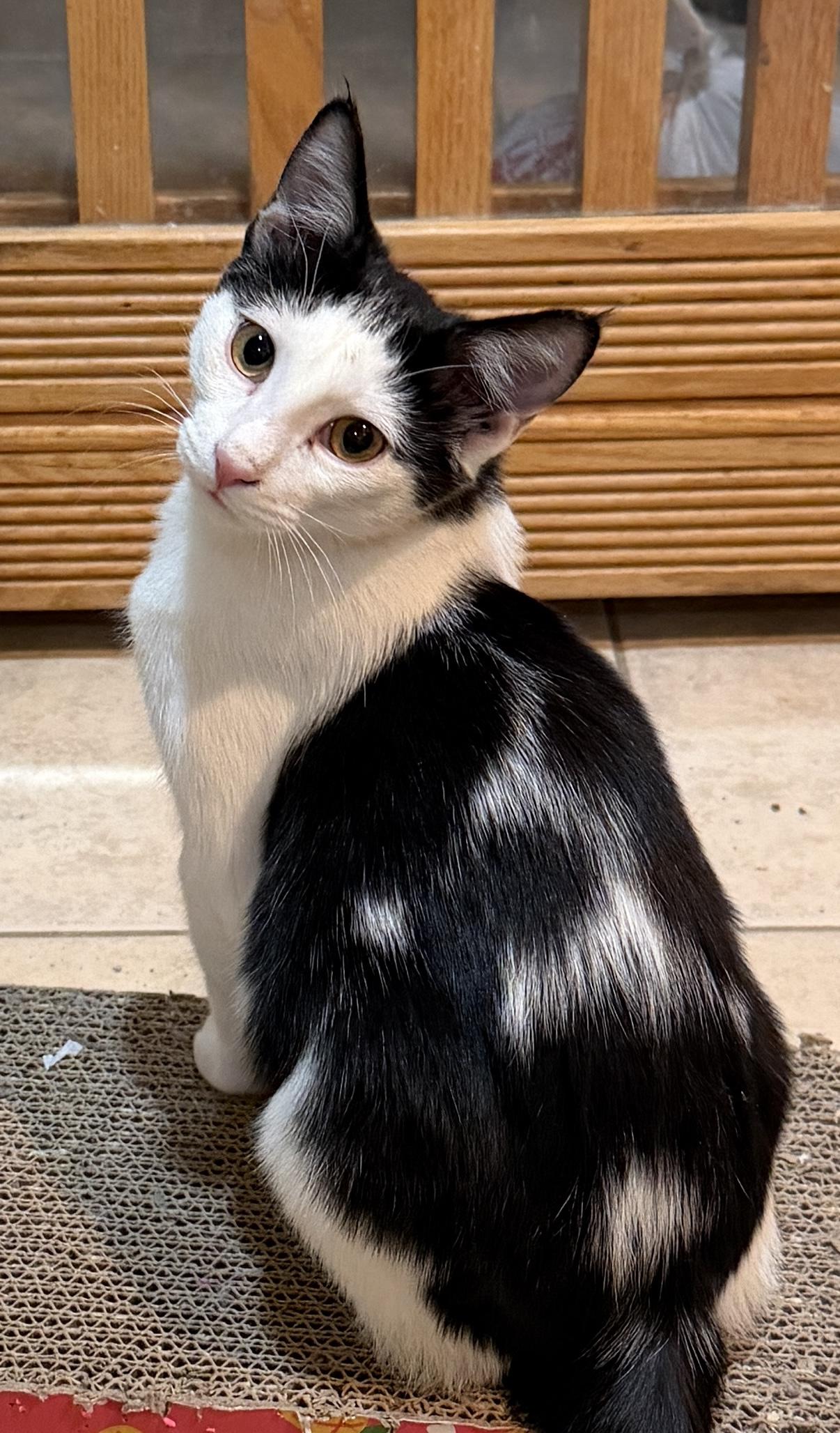 Enlarge Pegasus-fabulous feline, a Adoptable Domestic Short Hair in East Hanover, NJ image 1/1