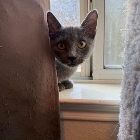 Gandalf, Adoptable, Kitten Male Domestic Short Hair.