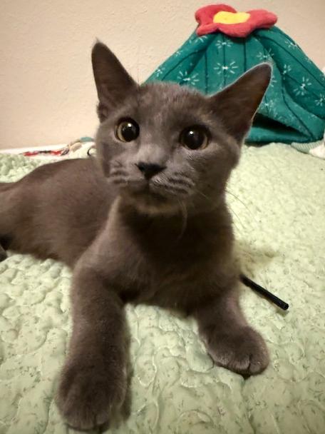 Gandalf, a Adoptable Domestic Short Hair in College Station, TX image 2/4