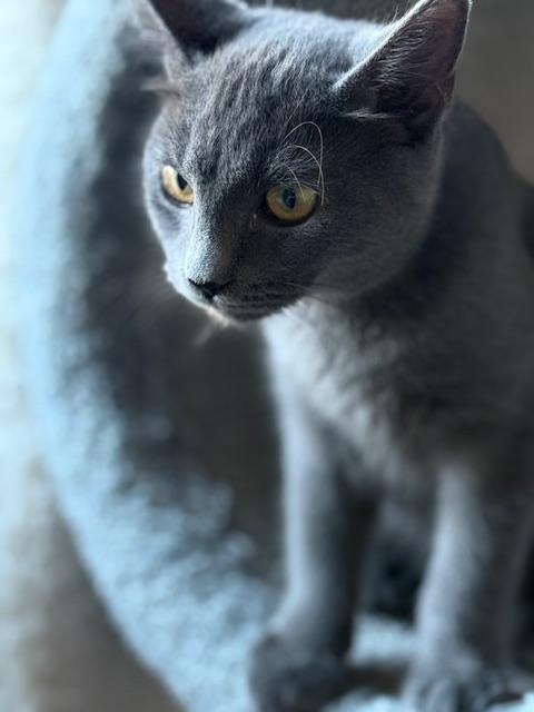 Gandalf, a Adoptable Domestic Short Hair in College Station, TX image 3/4