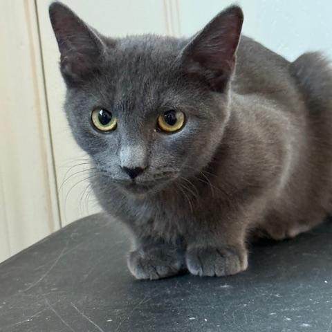 Gandalf, a Adoptable Domestic Short Hair in College Station, TX image 4/4
