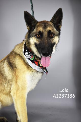 Lola -- LONGTIME RESIDENT!, adoptable, Adult Female German Shepherd Dog.