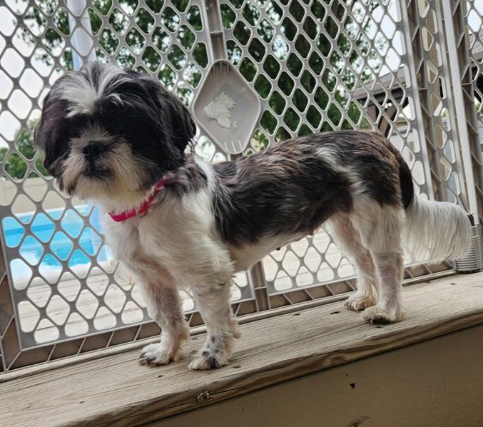 ZENIA, an adopted Shih Tzu in Louisville, OH image 1/3