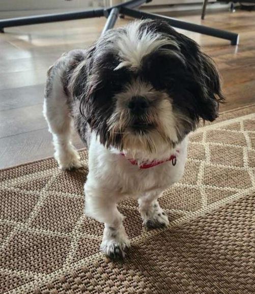 ZENIA, an adopted Shih Tzu in Louisville, OH image 3/3
