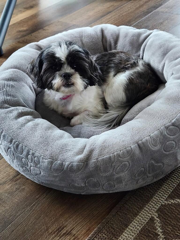 ZENIA, an adopted Shih Tzu in Louisville, OH image 2/3