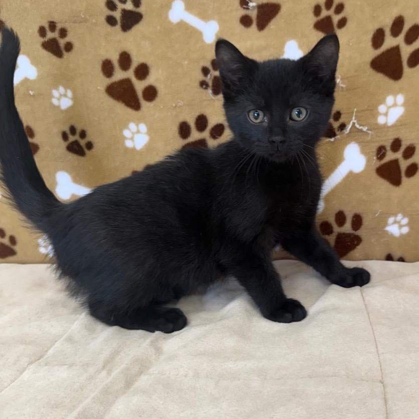 Waldo, Adopted, Kitten Male Domestic Medium Hair.