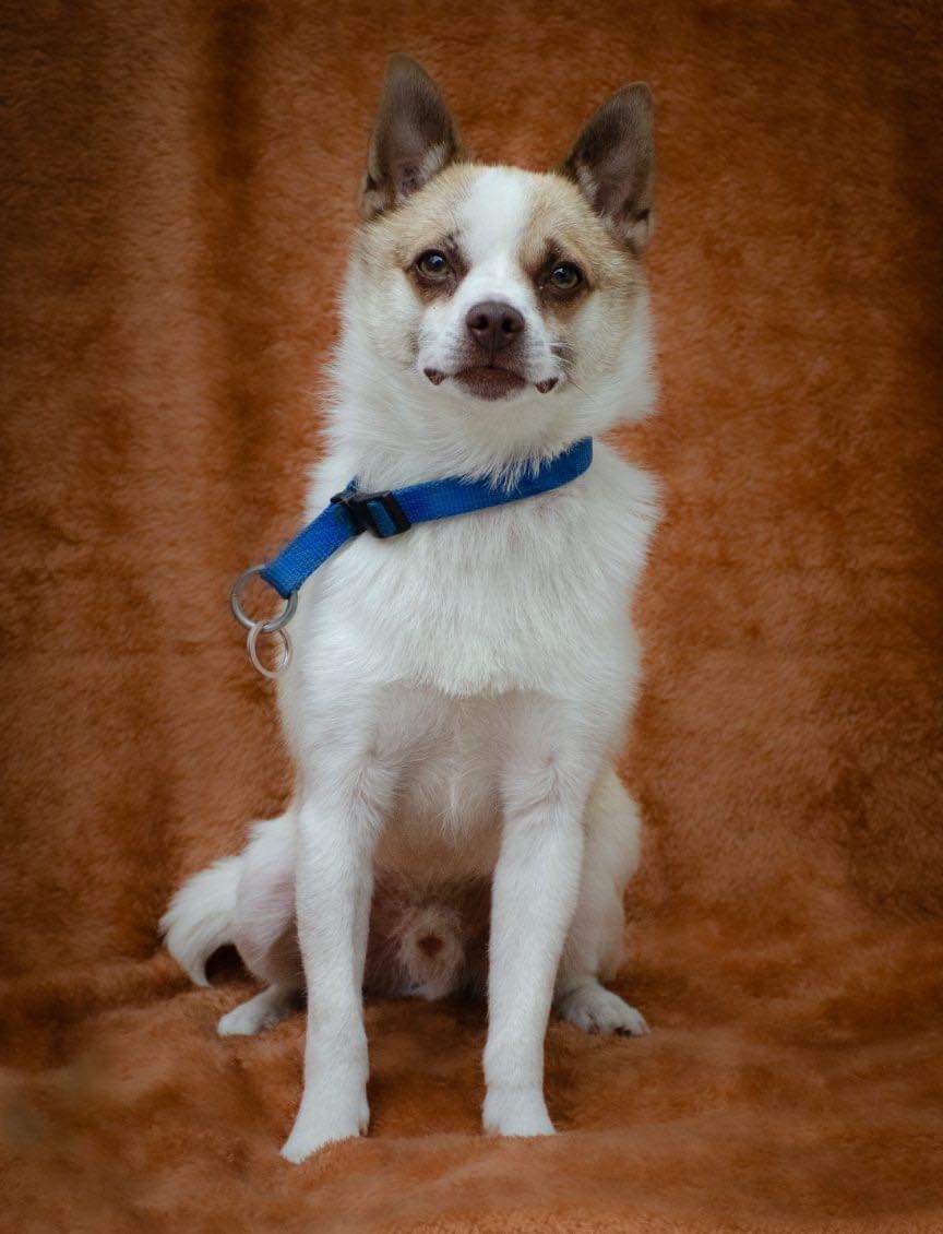 Chippy, a Adoptable Chihuahua in Winnipeg, MB image 5/5