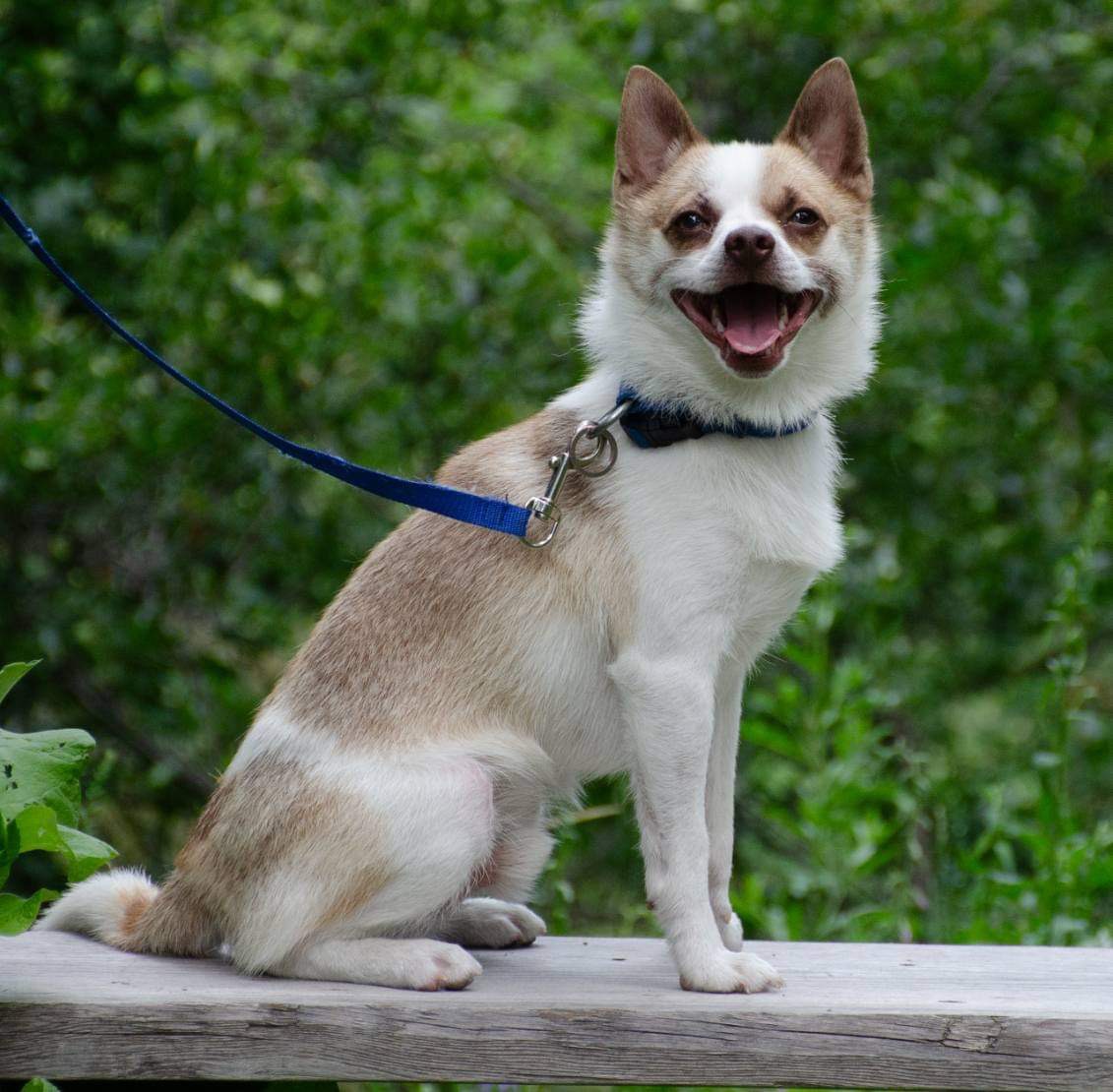 Chippy, Adoptable, Adult Male Chihuahua.