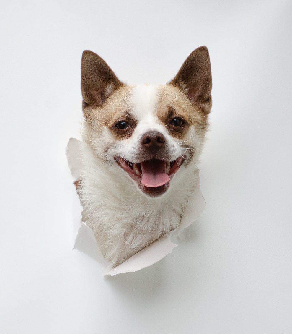 Chippy, a Adoptable Chihuahua in Winnipeg, MB image 2/5