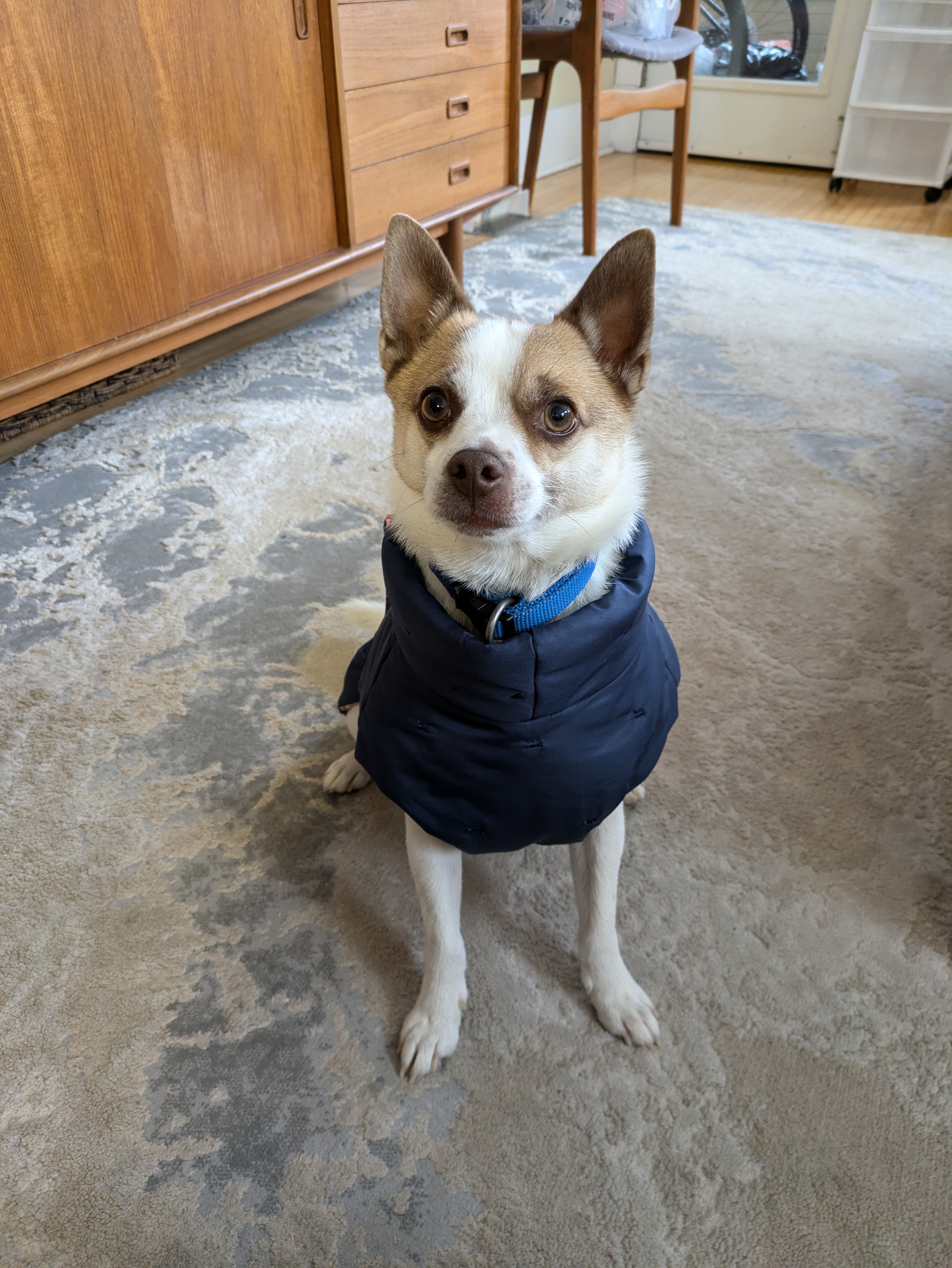 Chippy, a Adoptable Chihuahua in Winnipeg, MB image 3/5