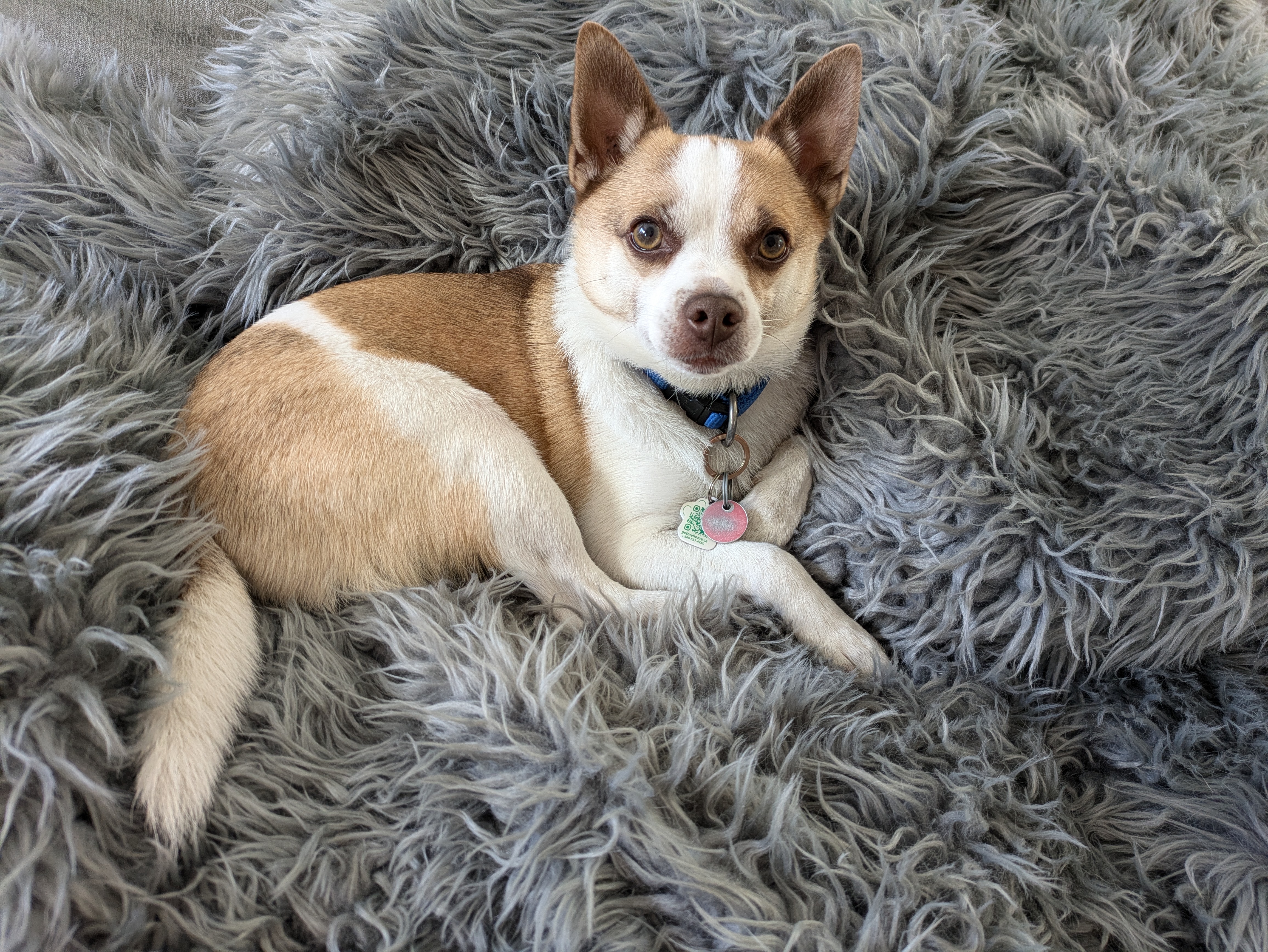 Chippy, a Adoptable Chihuahua in Winnipeg, MB image 4/5