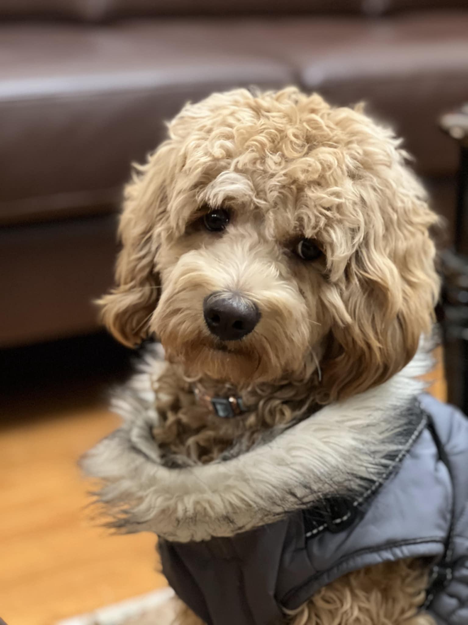 Leo, Adopted, Young Male Cockapoo.