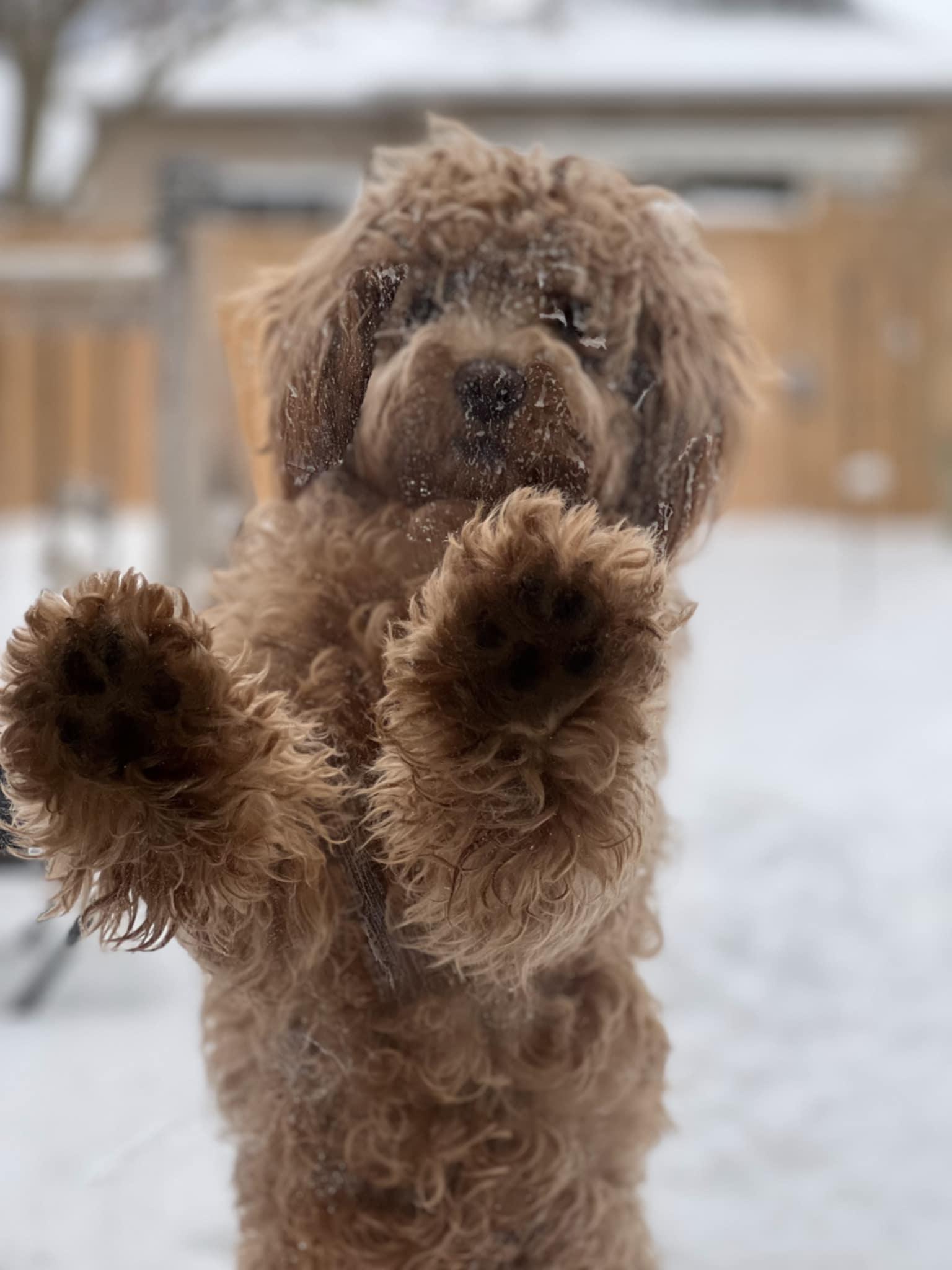 Enlarge Leo, a Adopted Cockapoo in Ajax, ON image 2/4