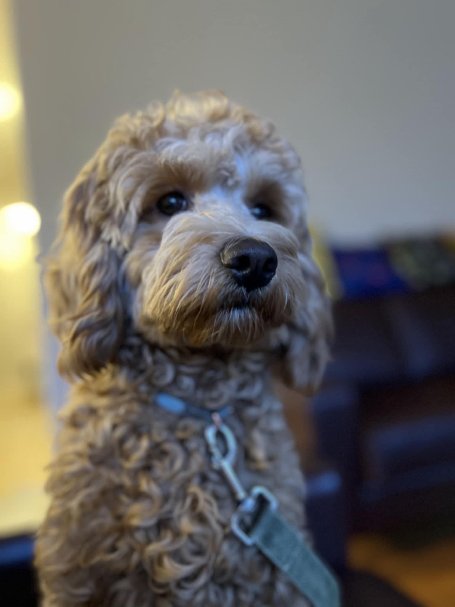 Enlarge Leo, a Adopted Cockapoo in Ajax, ON image 3/4