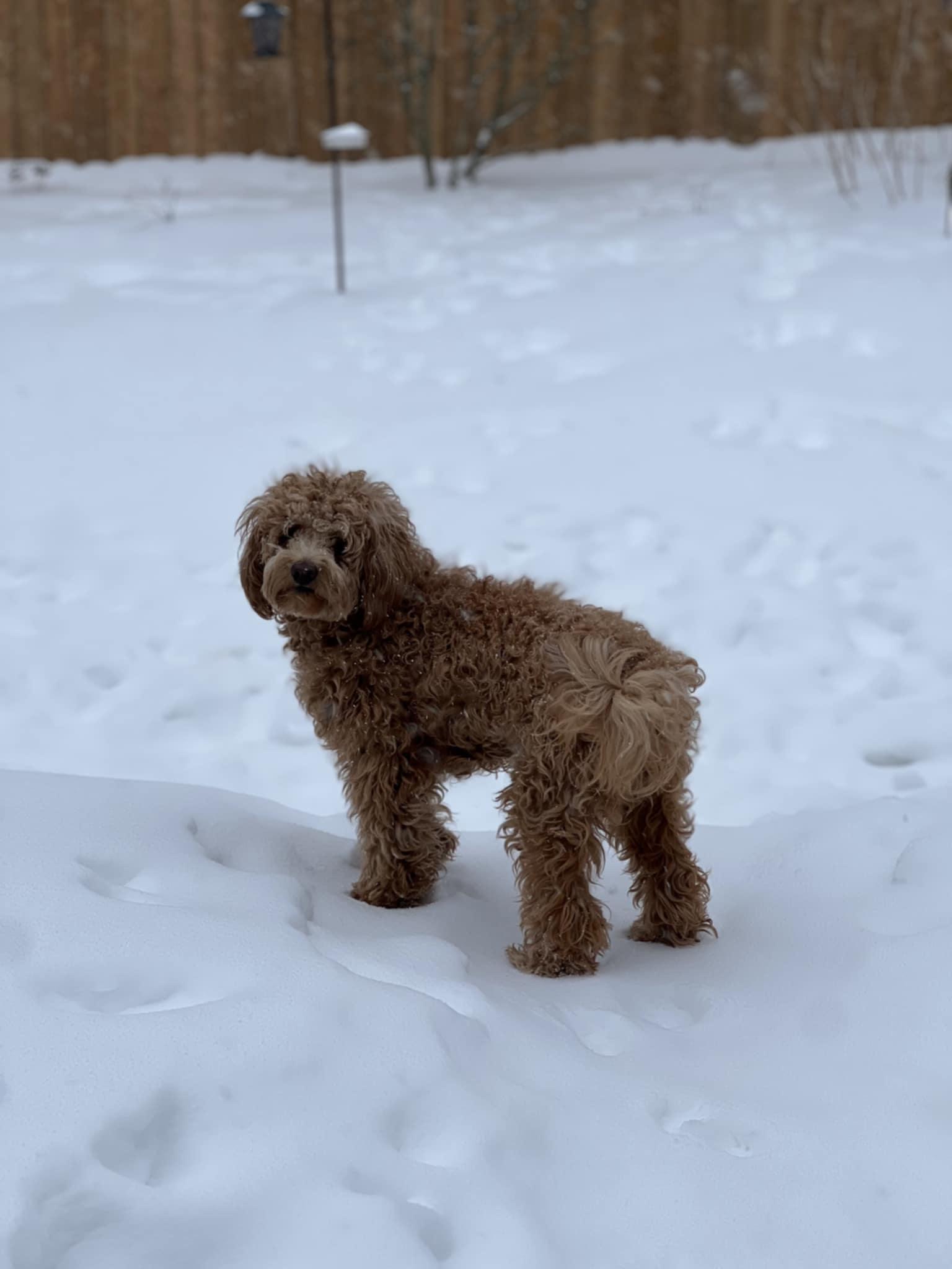 Enlarge Leo, a Adopted Cockapoo in Ajax, ON image 4/4