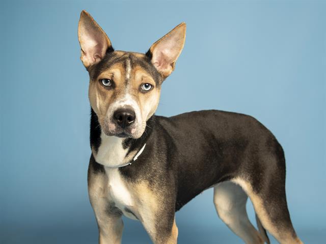 Enlarge WEDNESDAY, a Adoptable mixed breed in Phoenix, AZ image 1/1