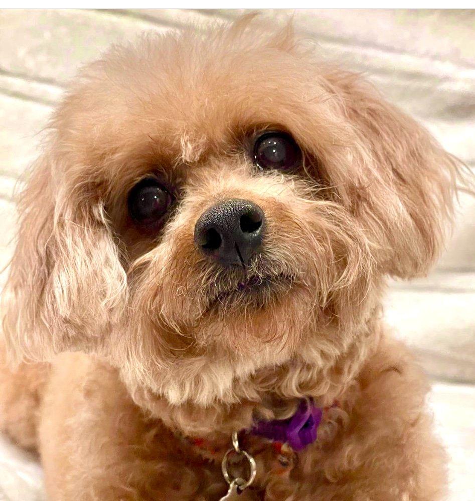 Stella #415, Adopted, Senior Female Miniature Poodle.