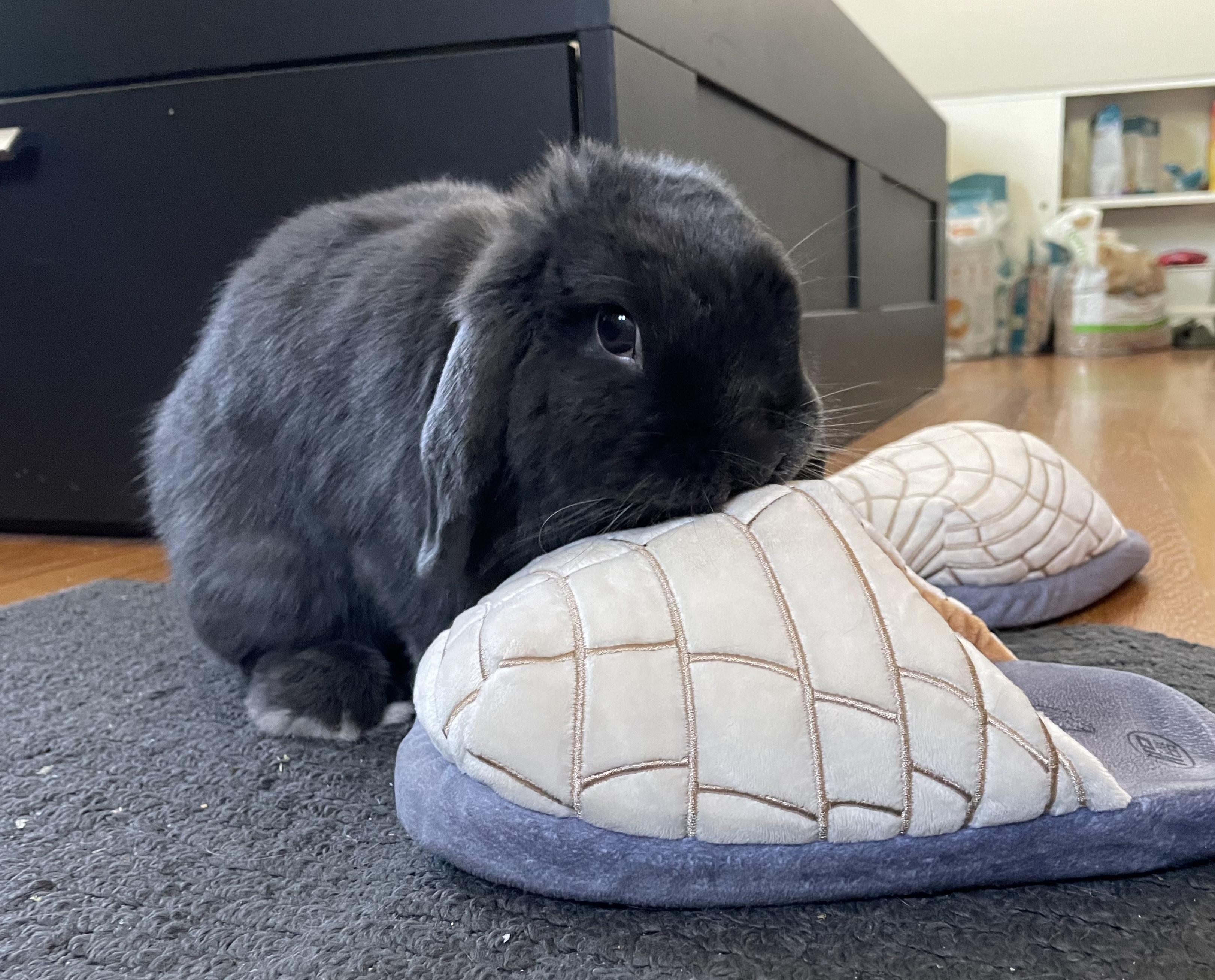 Julia, Young Female Mini Lop