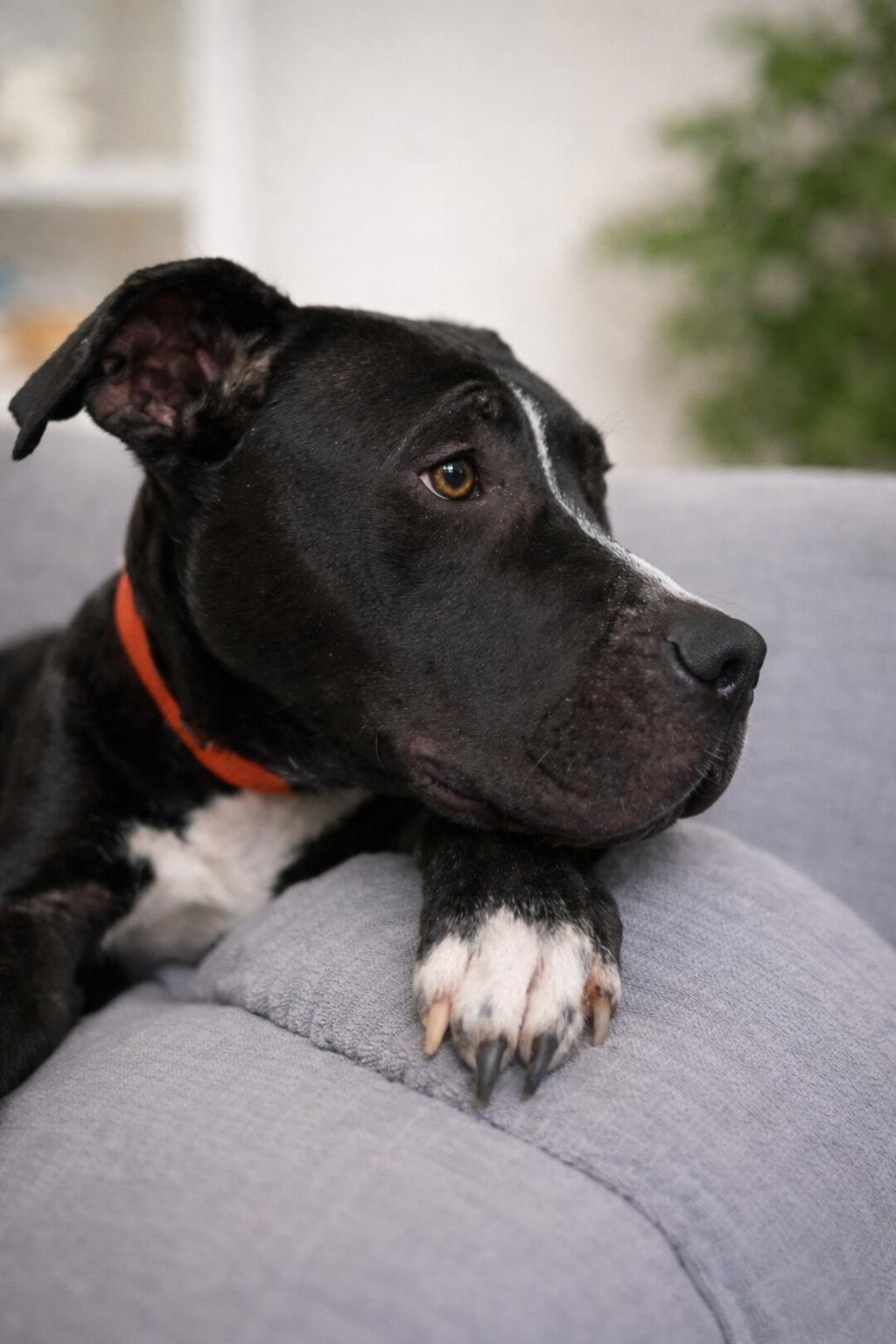 Jake, an adopted Mixed Breed in Lacon, IL image 1/2