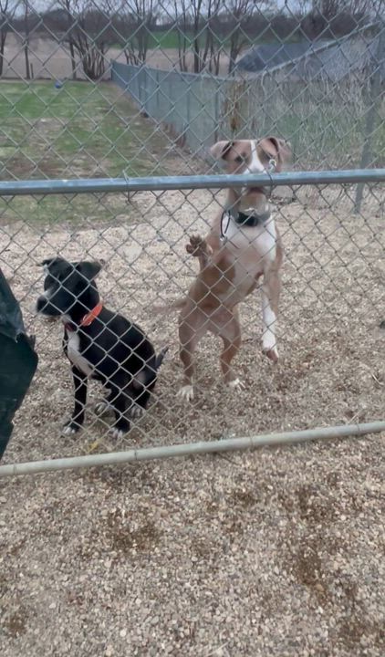 Enlarge Jake, an adopted Mixed Breed in Lacon, IL video 2/2