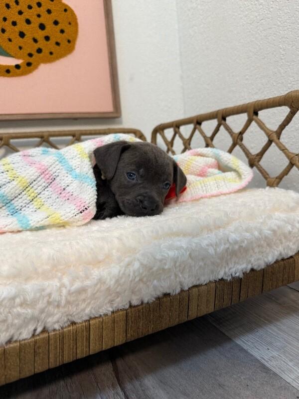 Zola Love — thumbnail 3