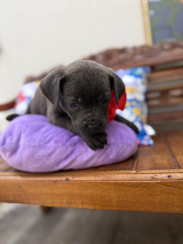 Zola Love — thumbnail 4