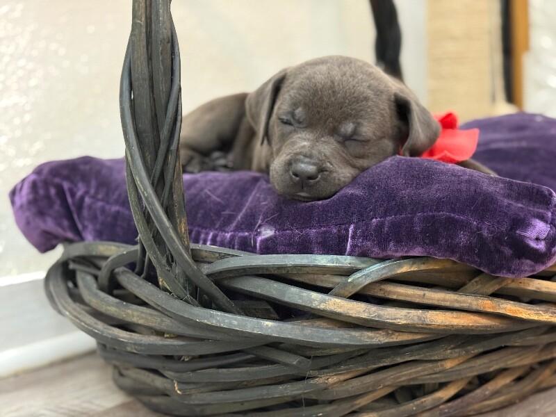 Zola Love — thumbnail 5