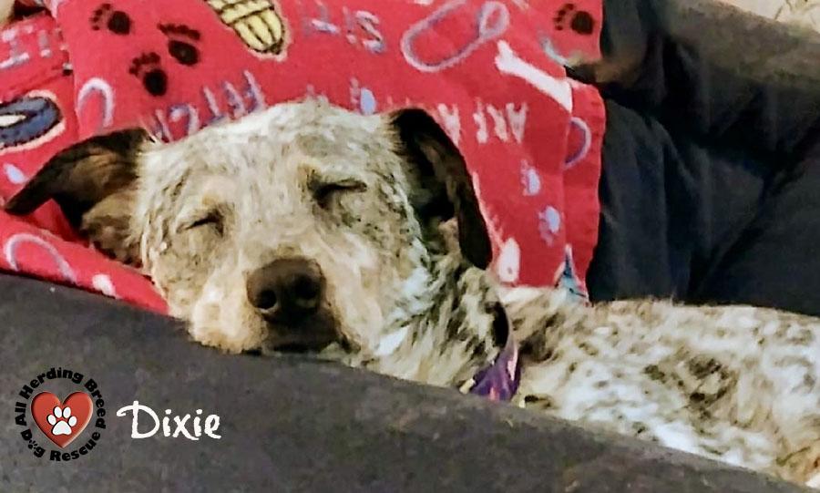 Enlarge Dixie, a ADOPTABLE mixed breed in Joliet, IL image 3/3