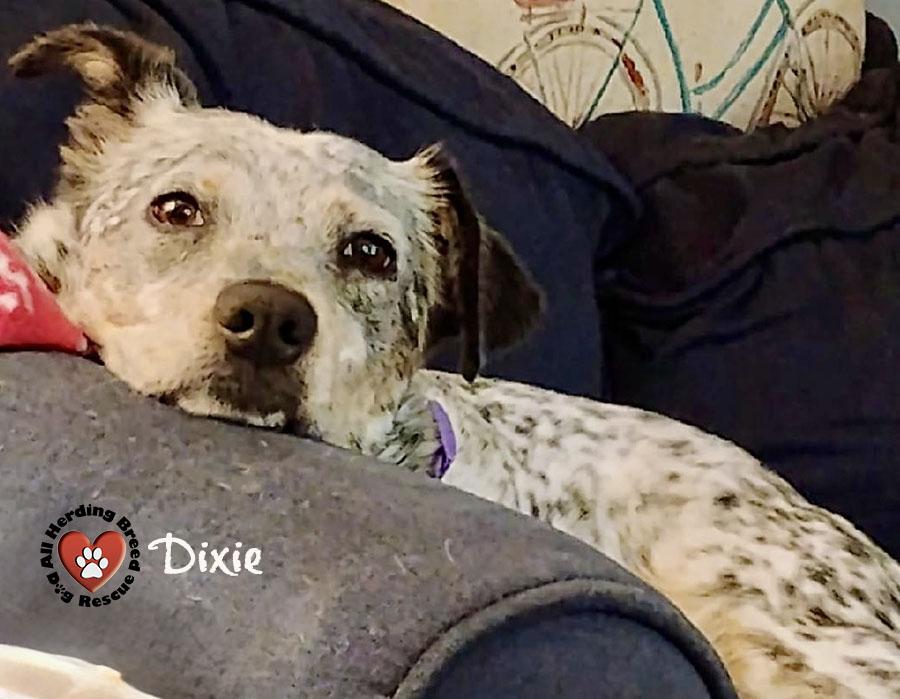 Enlarge Dixie, a ADOPTABLE mixed breed in Joliet, IL image 2/3