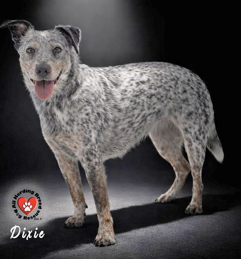 Enlarge Dixie, an adopted mixed breed in Joliet, IL image 1/4