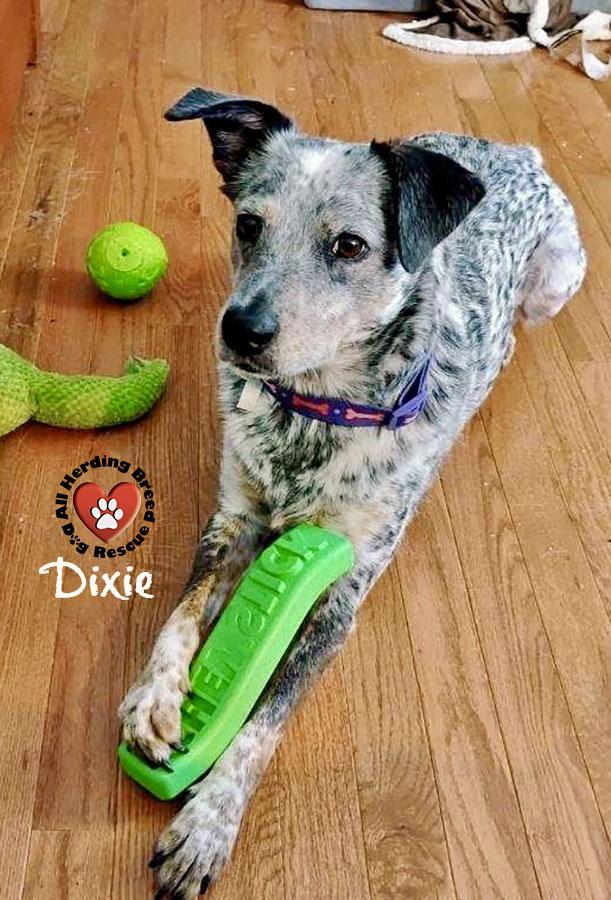 Enlarge Dixie, a ADOPTABLE mixed breed in Joliet, IL image 1/3