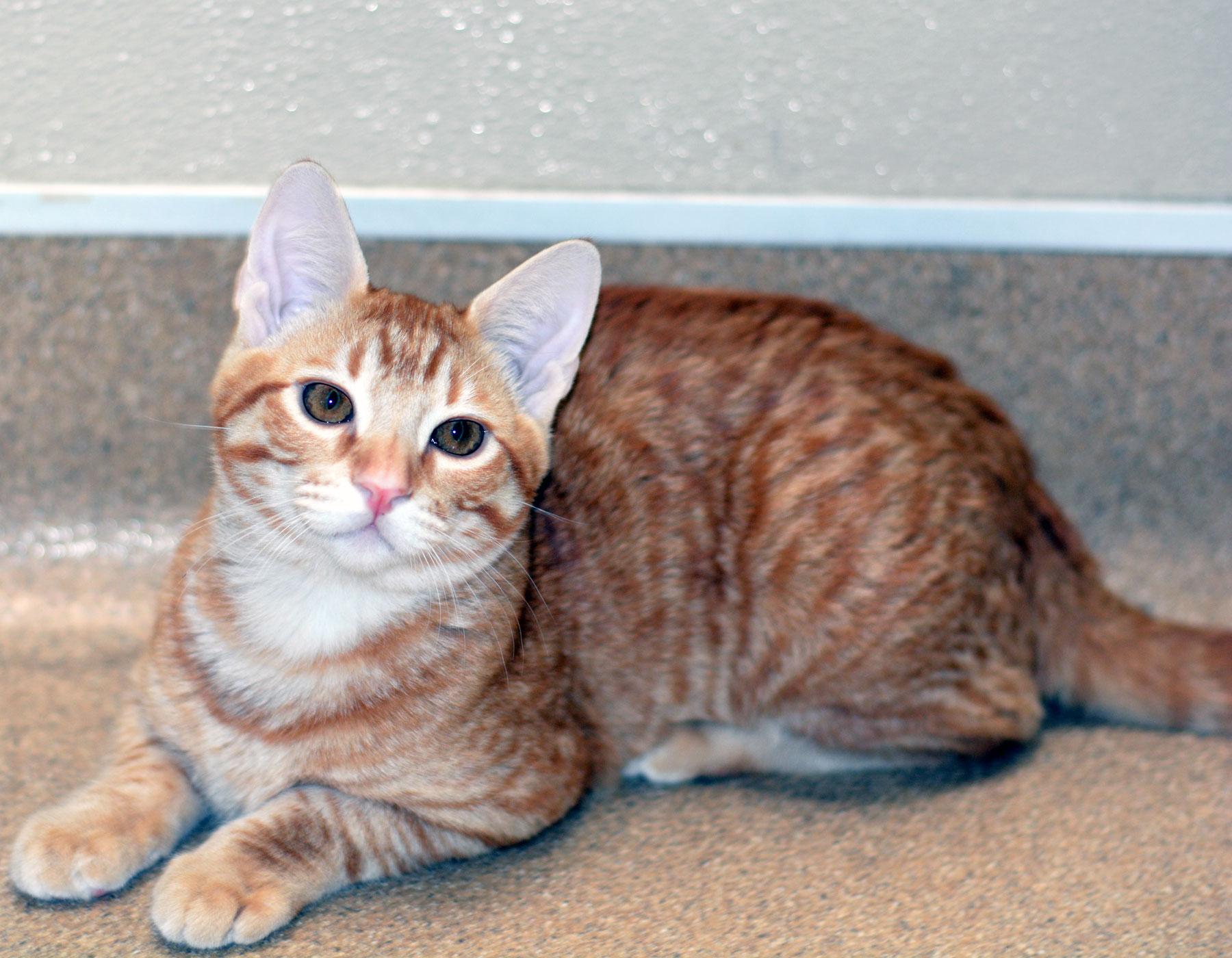SIDESHOW BOB-NO ADOPTION FEE, Adopted, Kitten Male Tabby.