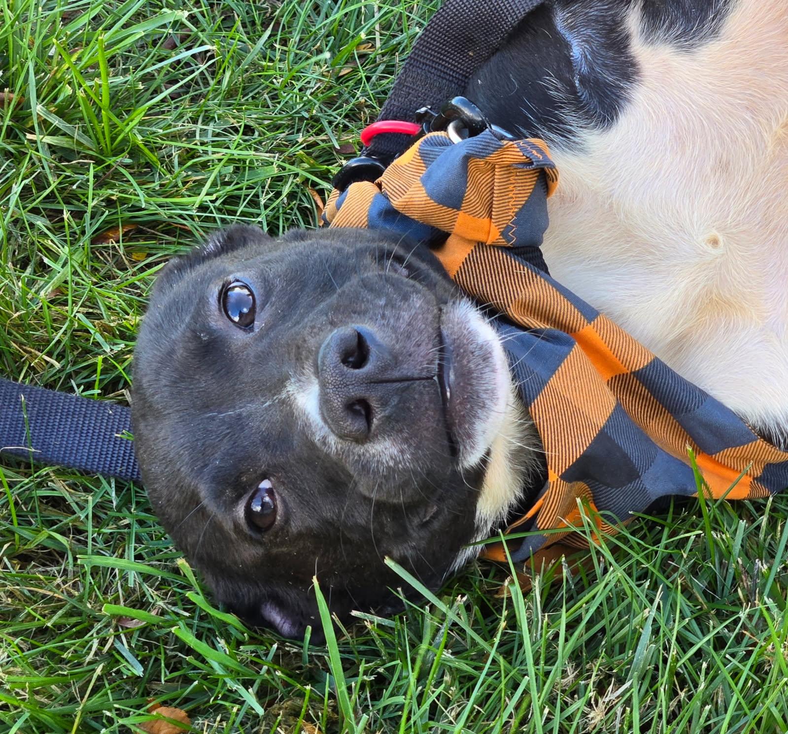 Enlarge Burlington, a Adoptable mixed breed in Yorkville, IL image 1/4