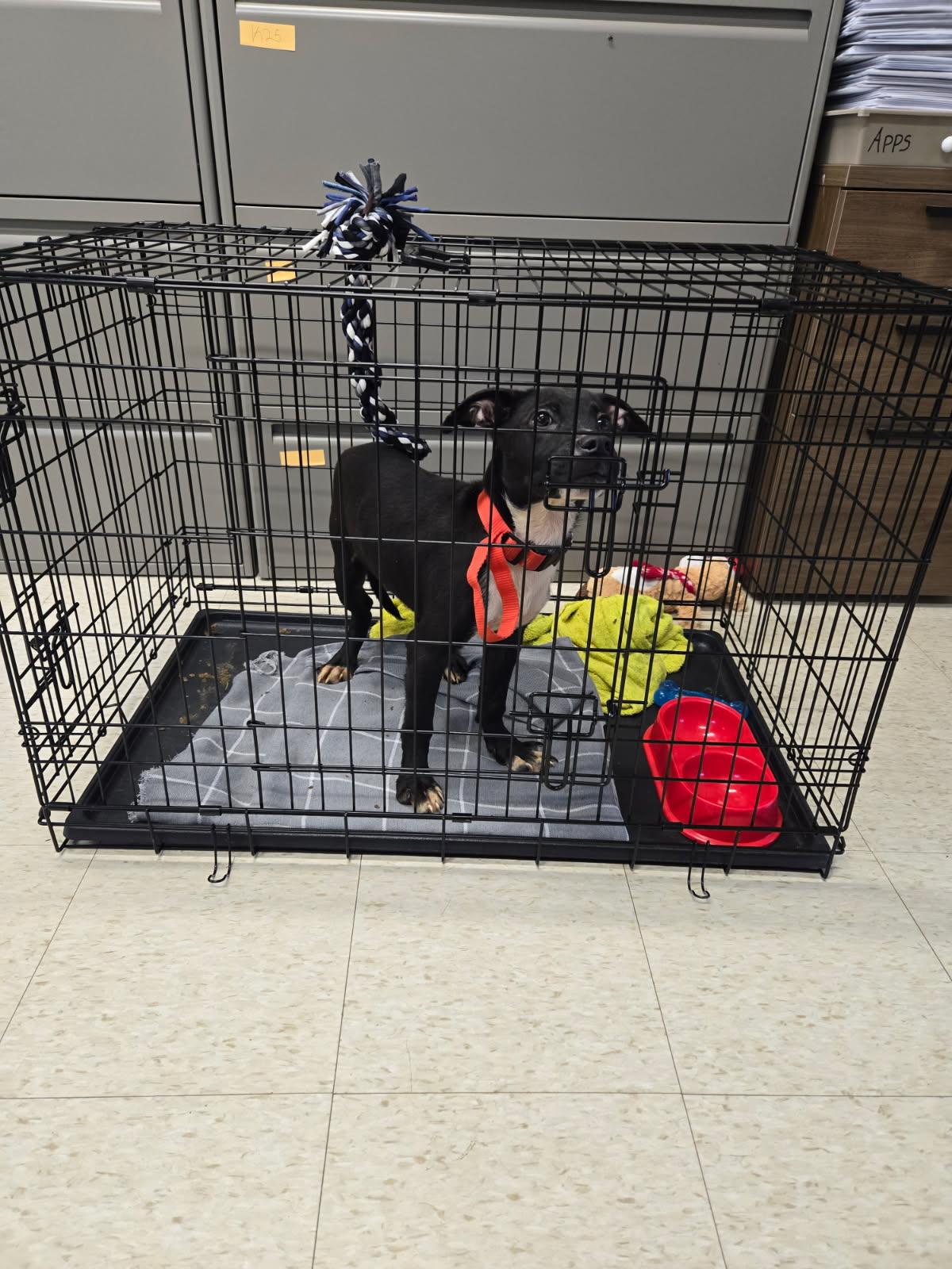 Enlarge Burlington, a Adoptable mixed breed in Yorkville, IL image 4/4