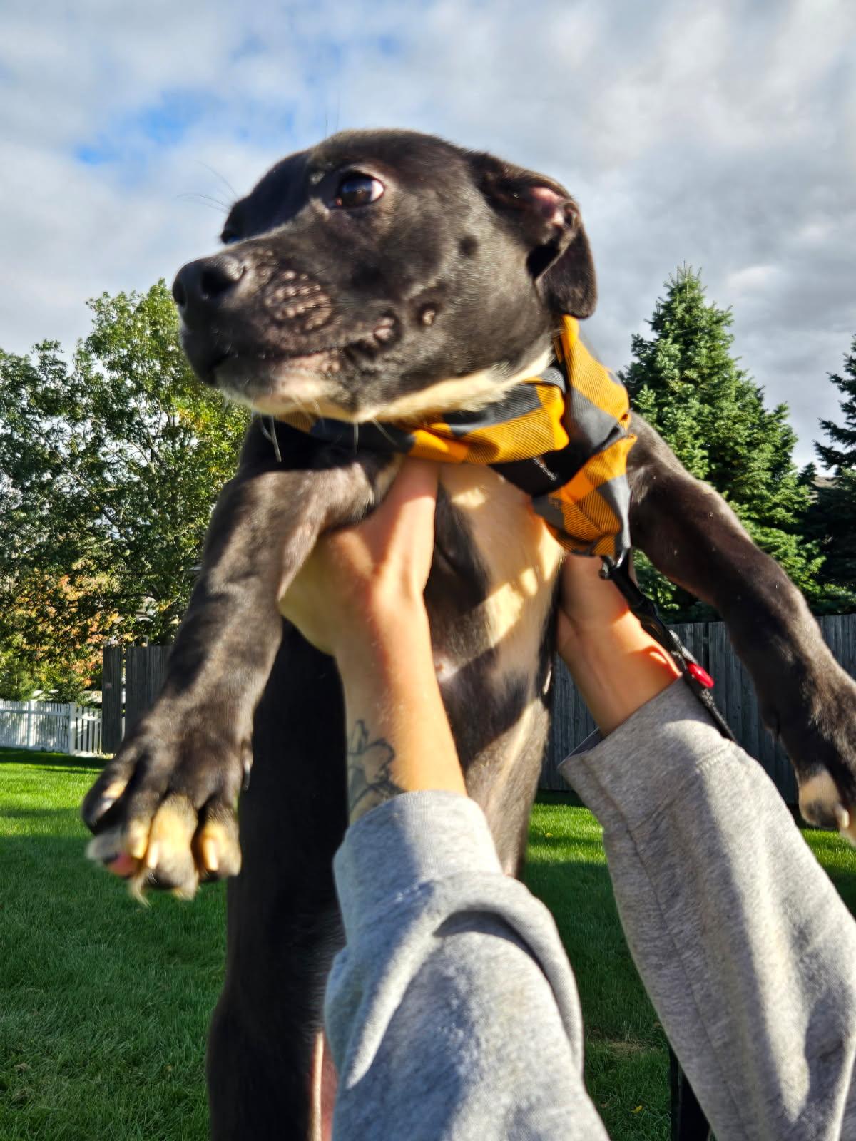 Enlarge Burlington, a Adoptable mixed breed in Yorkville, IL image 3/4