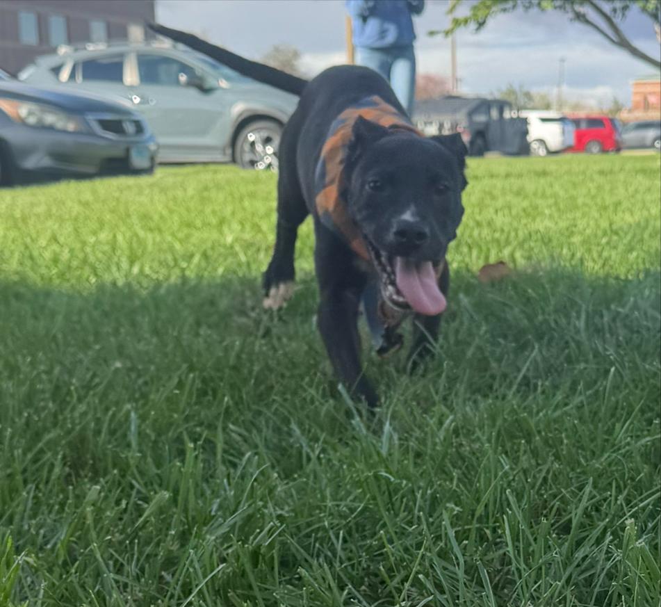 Enlarge Burlington, a Adoptable mixed breed in Yorkville, IL image 2/4