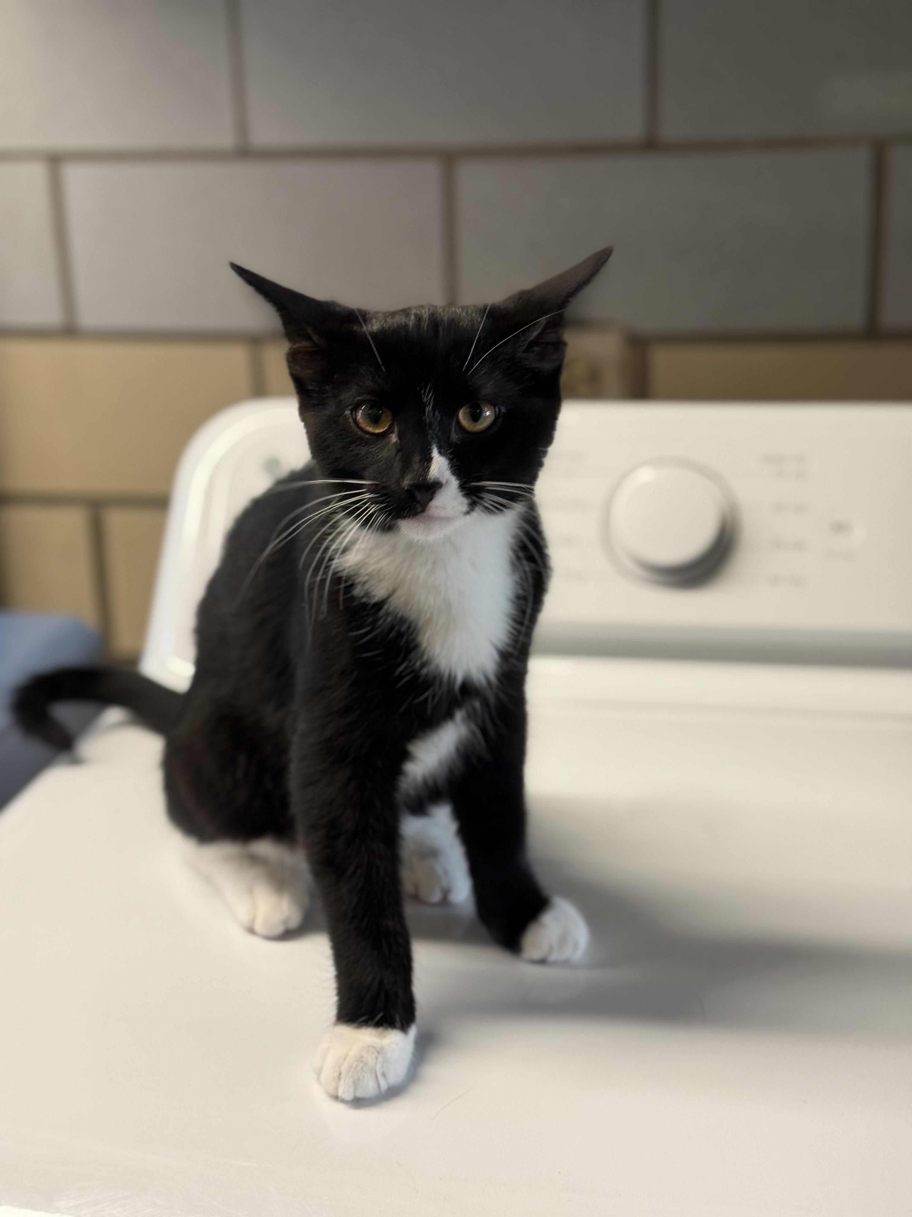 Enlarge Toonces, a ADOPTABLE American Shorthair in Pueblo, CO image 1/3