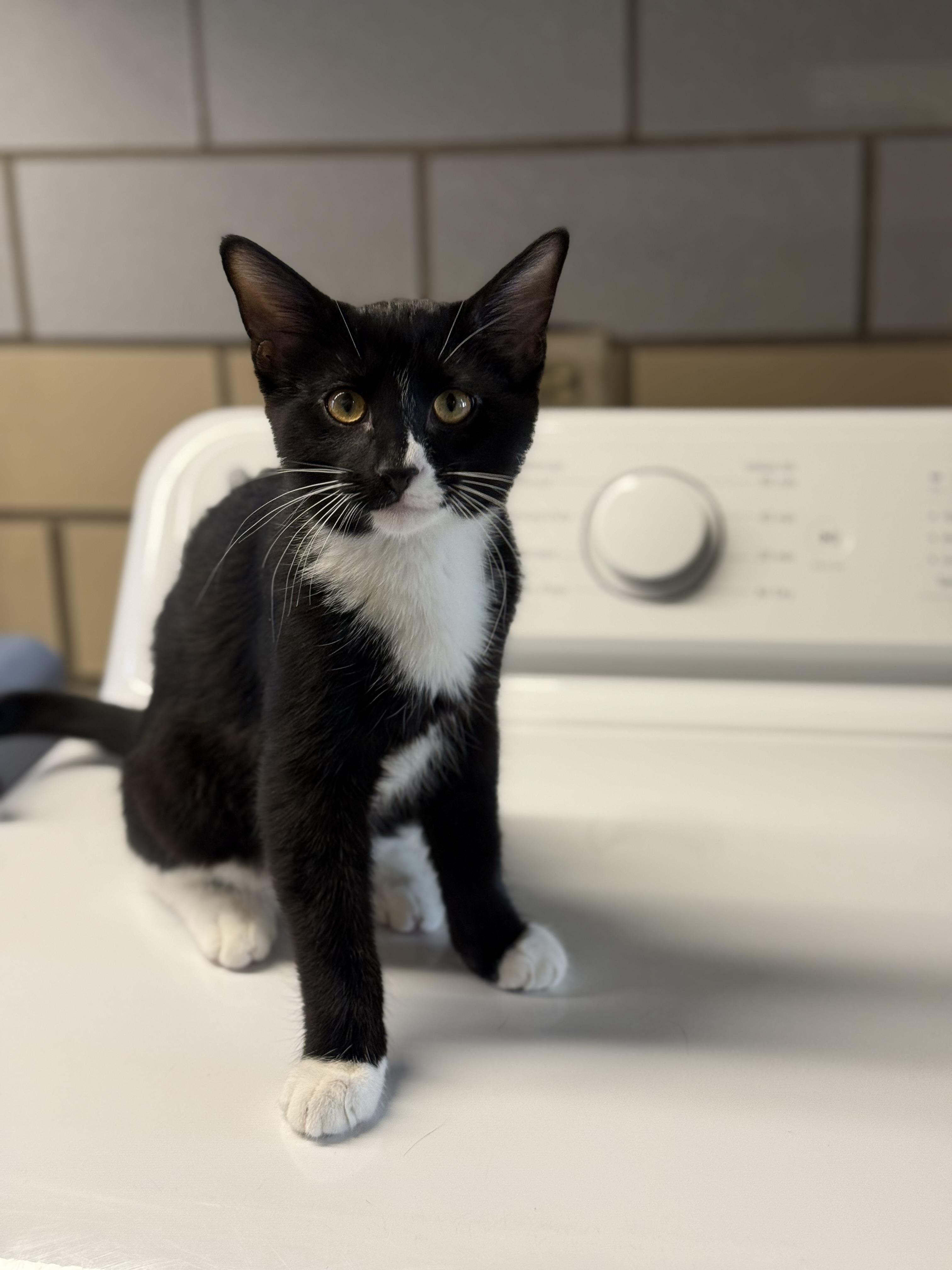 Enlarge Toonces, a ADOPTABLE American Shorthair in Pueblo, CO image 2/3