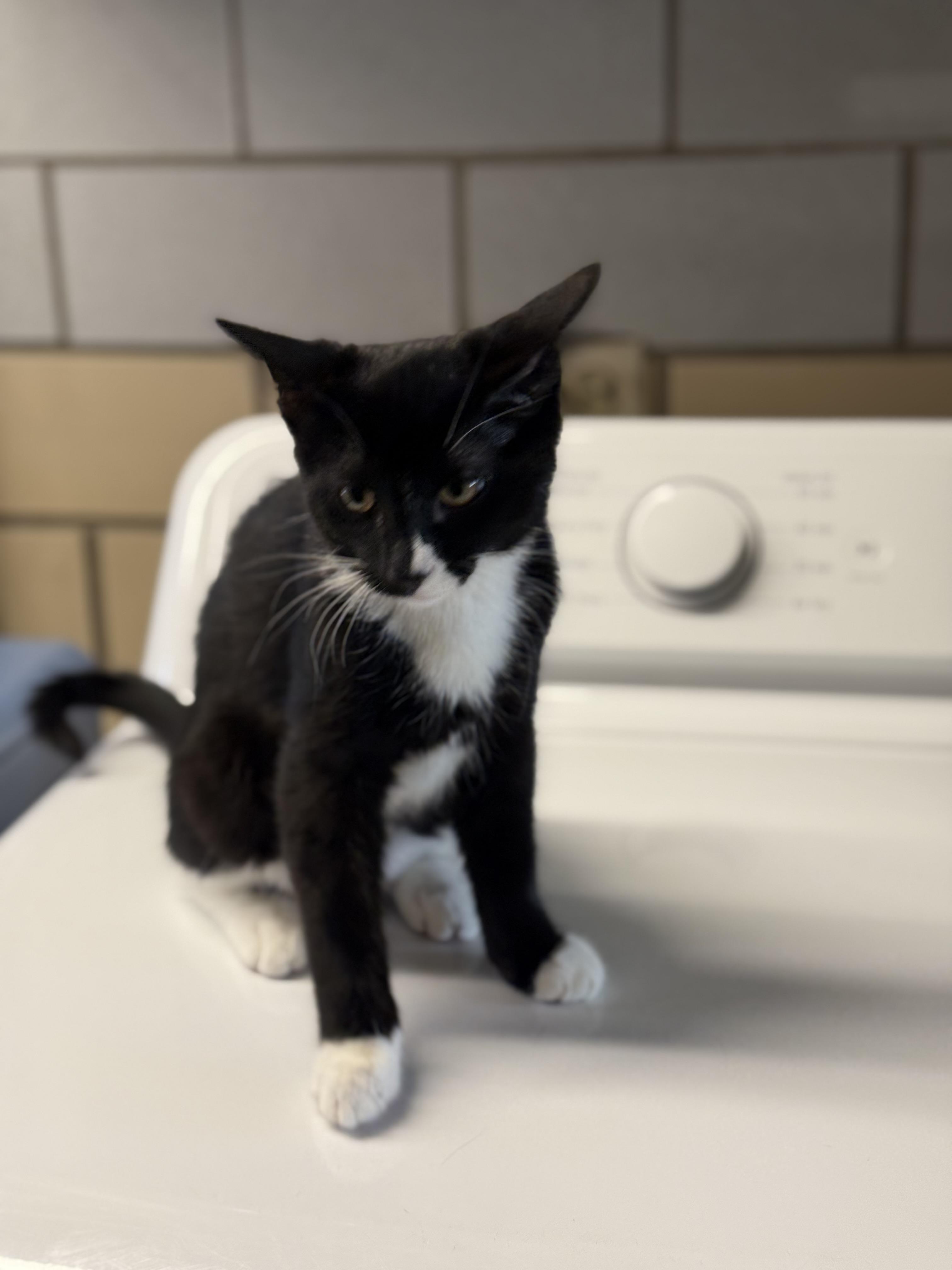 Enlarge Toonces, a ADOPTABLE American Shorthair in Pueblo, CO image 3/3