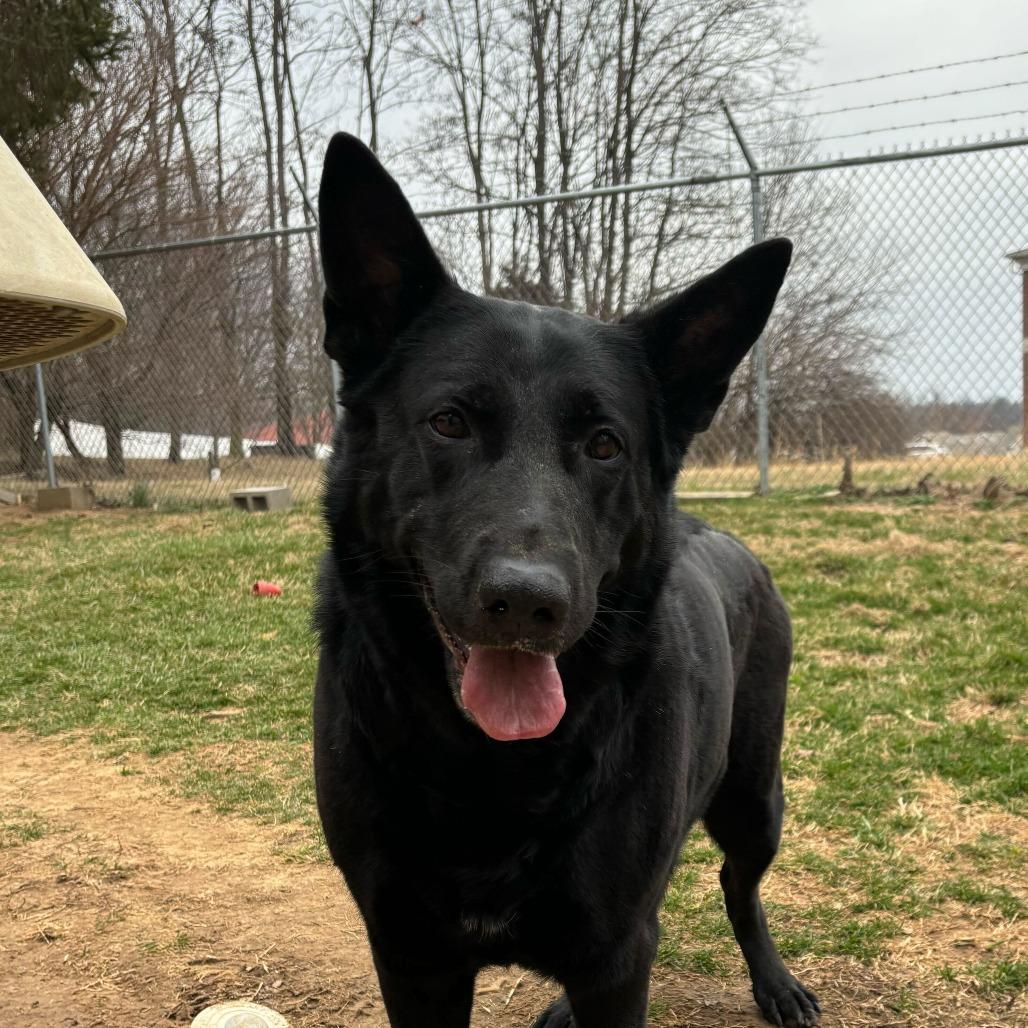 Sheba, Adoptable, Adult Female German Shepherd Dog.