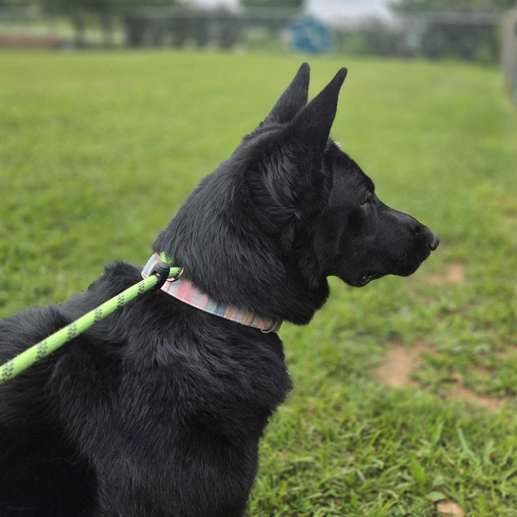Sheba, a Adoptable German Shepherd Dog in Louisville, KY image 2/5