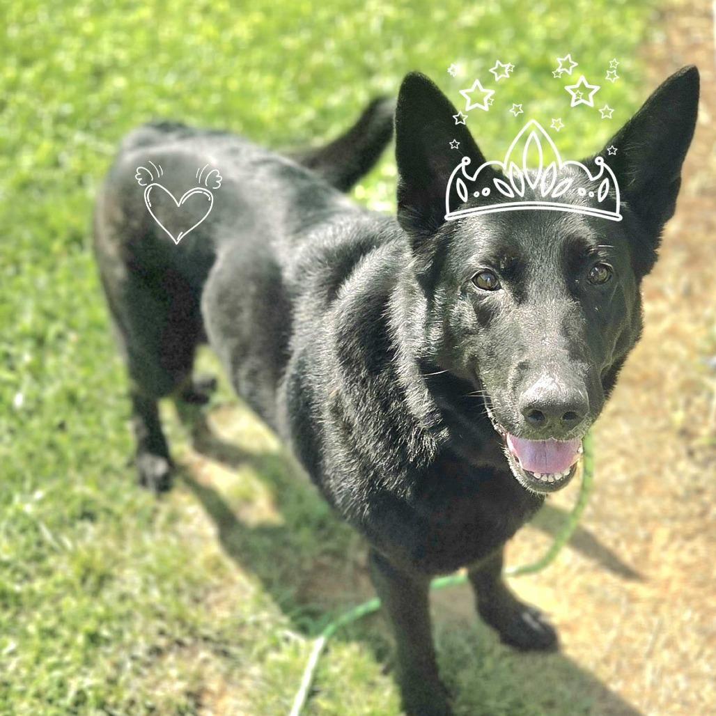 Sheba, Adoptable, Adult Female German Shepherd Dog.